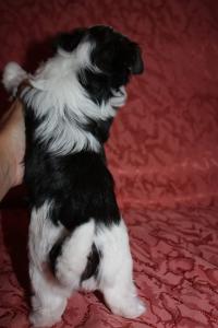 Продам щенка Йоркширский терьер - Украина, Киев. Цена 1200 долларов