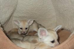 Продам щенка Другая порода/смешанная, male and female fennec fox available - США, Мэриленд. Цена 800 долларов