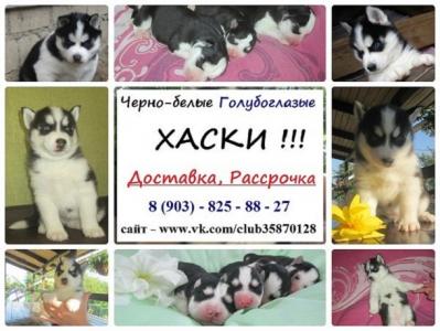 Продам щенка Хаски - Россия, Кострома