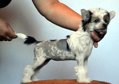 Продам щенка Китайская хохлатая собака - Россия, Москва. Цена 25000 рублей