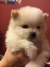 Puppies for sale pomeranian spitz - Latvia, Riga. Price 300 €