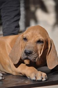 Продам щенка Фила бразилейро - Россия, Севастополь