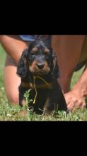 Puppies for sale other breed, gordon setter - Slovenia, Maribor
