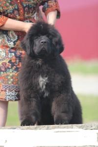 Продам щенка Ньюфаундленд - Россия, Тюмень