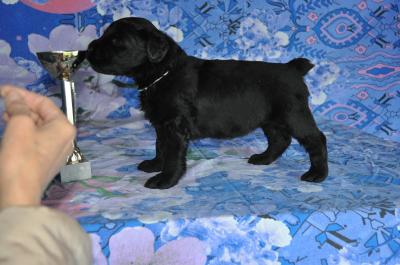 Продам щенка Русский черный терьер - Россия, Самара. Цена 25000 рублей