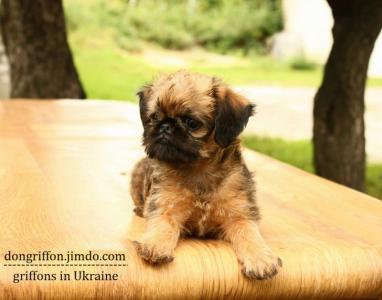 Продам щенка Гриффон - Украина, Киев. Цена 11500 гривен. Щенки из питомника Питомник гриффонов 