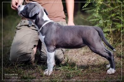 Продам щенка Американский стаффордширский терьер - Украина, Киев. Цена 800 евро