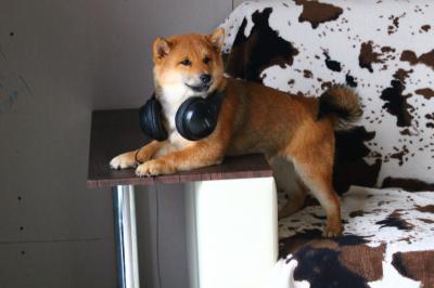 Продам щенка Шиба ину - Россия, Москва. Цена 45000 рублей