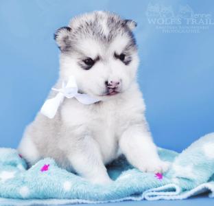 Продам щенка Аляскинский маламут - Беларусь, Минск. Цена 400 долларов