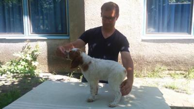Продам щенка Другая порода/смешанная, Эпаньол Бретон - Украина, Днепропетровск. Цена 500 долларов