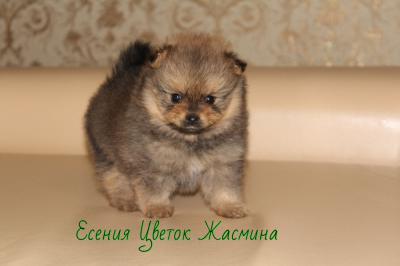 Продам щенка Немецкий шпиц - Россия, Красноярск. Цена 40000 рублей