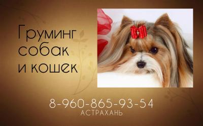 Стрижка собак Парикмахер для собак и кошек в Астрахани - Россия, Астрахань