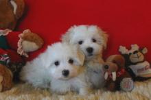 Puppies for sale maltese - Greece, Piraeus. Price 300 €