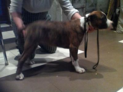 Продам щенка Американский стаффордширский терьер - Беларусь, Заславль. Цена 200 долларов