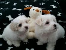 Puppies for sale maltese - Greece, Athens