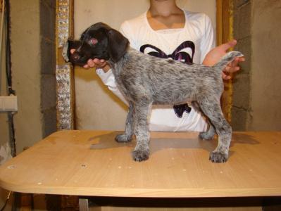 Продам щенка Дратхаар - Россия, Московская область
