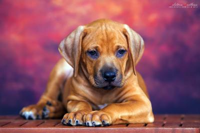 Продам щенка Риджбек, родезийский риджбек - Украина, Одесса. Цена 1000 долларов