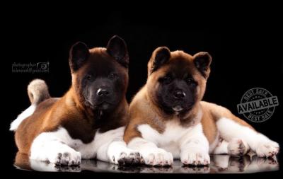 Продам щенка Большая японская собака - Беларусь, Витебск. Цена 1300 долларов
