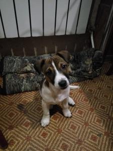 Продам щенка Джек-рассел-терьер - Украина, Днепропетровск, днепропетровск. Цена 5000 гривен