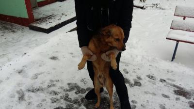 Найдена собака Беспородная - Россия, Москва