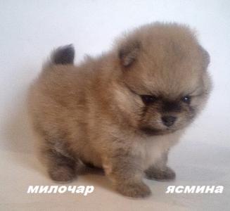 Продам щенка Шпиц - Россия, Уфа