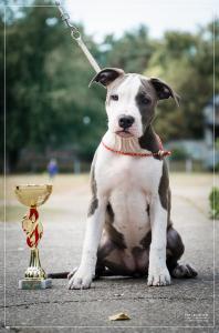 Продам щенка Американский стаффордширский терьер - Украина, Киев. Цена 20000 гривен