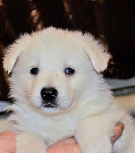 Продам щенка Белая швейцарская овчарка - Россия, Новосибирск. Цена 10000 рублей