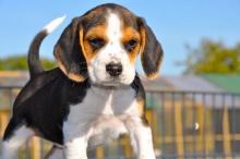 Puppies for sale beagle - Denmark, Kopenagen. Price 400 €