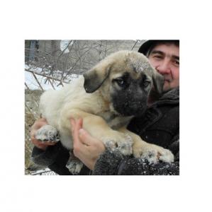 Продам щенка Анатолийская овчарка - Украина, Одесса. Цена 250 долларов