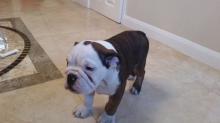 Puppies for sale english bulldog - Denmark, Kopenagen. Price 800 €
