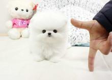 Puppies for sale pomeranian spitz - Denmark, Kopenagen. Price 400 €