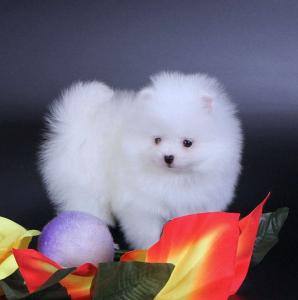 Продам щенка , Дружественные pommerian щенок для принятия - Россия, Анапа
