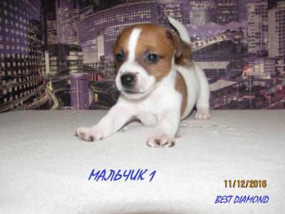 Продам щенка Джек-рассел-терьер - Украина, Полтава. Цена 300 долларов