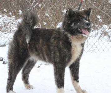 Продам щенка Акита, акита-ину - Украина, Черновцы. Цена 12000 гривен