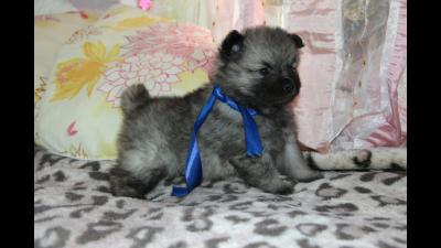 Продам щенка Вольф-шпиц - Россия, Москва. Цена 30000 рублей