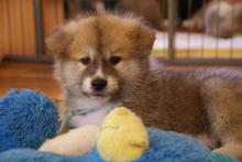 Puppies for sale akita - Poland, Warsaw. Price 800 $