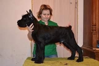 Продам щенка Ризеншнауцер - Россия, Москва. Цена 39 000 рублей