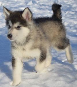Продам щенка Аляскинский маламут - Украина, Киев. Цена 10 000 гривен