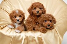 Puppies for sale poodle - USA, West Virginia