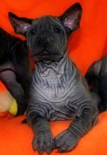 Puppies for sale other breed, thai ridgeback - Poland, Chelmiec. Price 1500 €