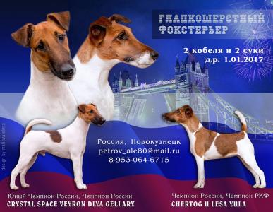 Продам щенка Фокстерьер - Россия, Новокузнецк. Цена 17000 рублей