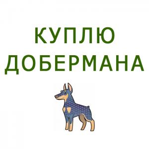 Куплю щенка Доберман - Россия, Москва. Цена 10000 рублей