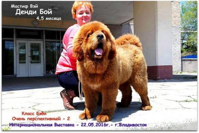 Продам щенка Тибетский мастиф - Россия, Владивосток. Цена 130000 рублей