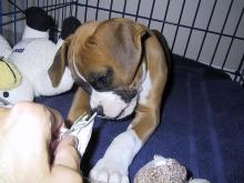 Puppies for sale boxer - Bulgaria, Dobrich. Price 350 €