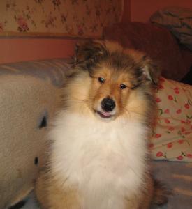 Продам щенка Колли, шотландская овчарка - Украина, Одесса. Цена 10000 гривен