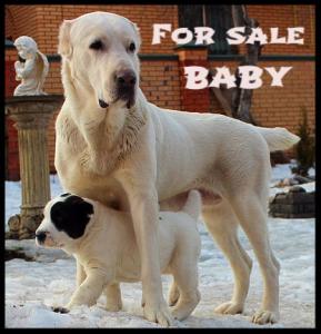Продам щенка Среднеазиатская овчарка - Украина, Киев. Цена 500 евро