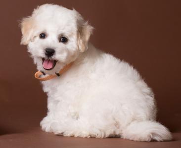 Продам щенка Бишон - Украина, Хмельницкий. Цена 1000 долларов