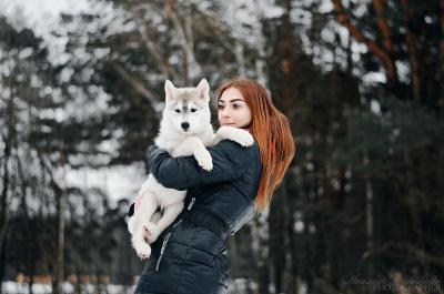Продам щенка Хаски - Беларусь, Бобруйск. Цена 700 рублей