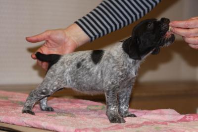 Продам щенка Дратхаар - Украина, Донецк. Цена 200 долларов