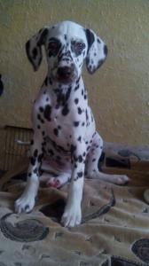 Продам щенка Далматин - Украина, Днепропетровск. Цена 1300 гривен